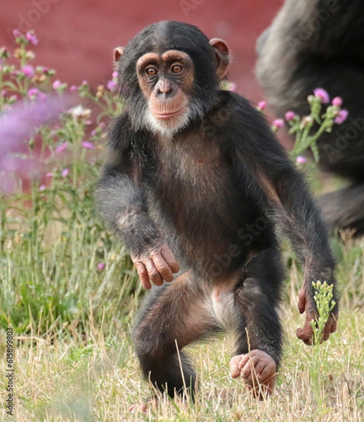 Obraz Explore the Beauty of the Animal Kingdom – A Collection of Stunning Creatures, from Adorable Pets to Wild Wonders, Captured in Their Natural Charm.