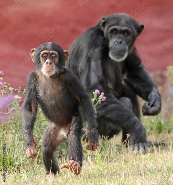Fototapeta Explore the Beauty of the Animal Kingdom – A Collection of Stunning Creatures, from Adorable Pets to Wild Wonders, Captured in Their Natural Charm.