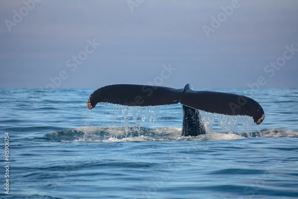 Obraz A humpback whale (Megaptera novaeangliae) showing its fluke out of the water in a fjord in Iceland