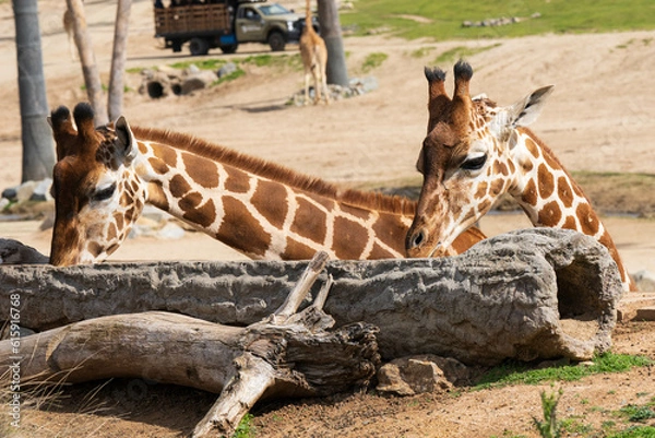 Obraz giraffe eating 