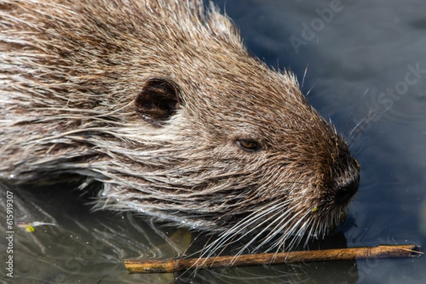 Fototapeta Nutria 67
