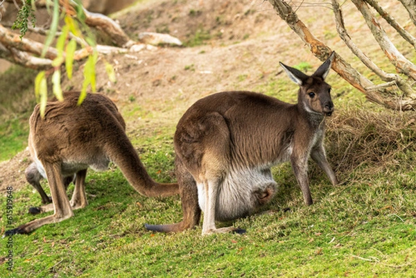 Obraz kangaroo and baby
