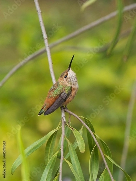 Obraz hummingbird on a branch