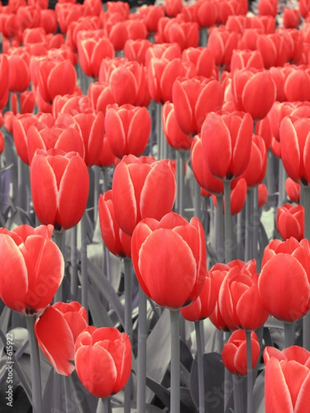 Fototapeta tulipany czerwone