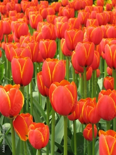 Fototapeta tulips panorama