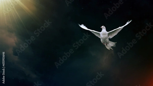 Fototapeta Pigeon with storm clouds and light