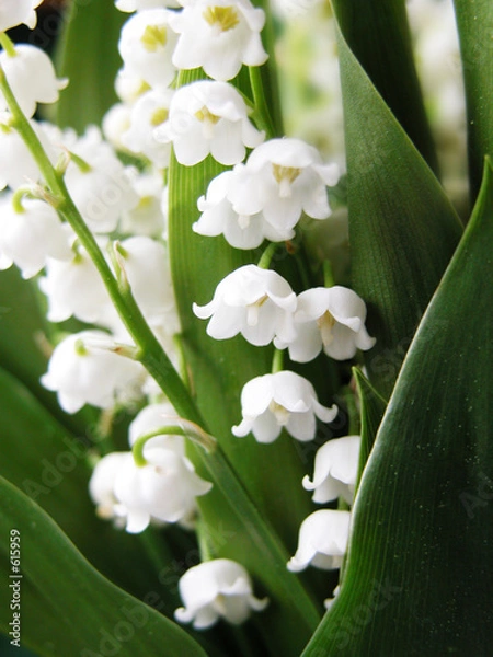 Fototapeta muguet