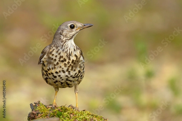 Fototapeta Paszkot (Turdus viscivorus)