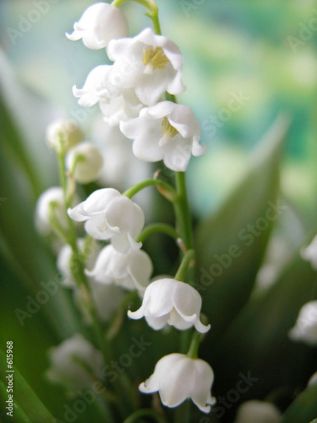 Fototapeta muguet
