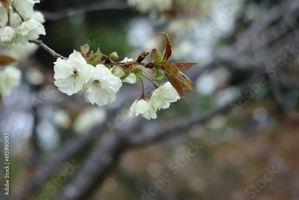 Fototapeta 黄色い桜