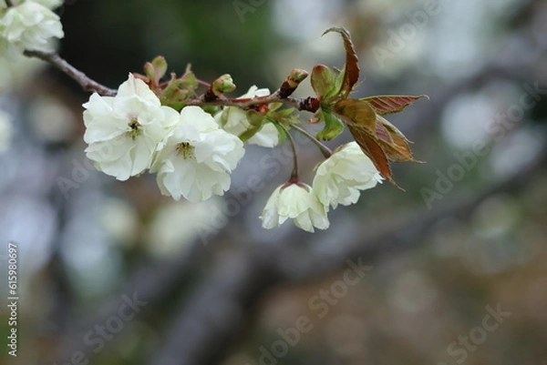 Fototapeta 黄色い桜