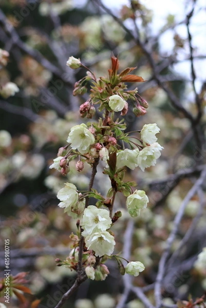 Fototapeta 黄色い桜