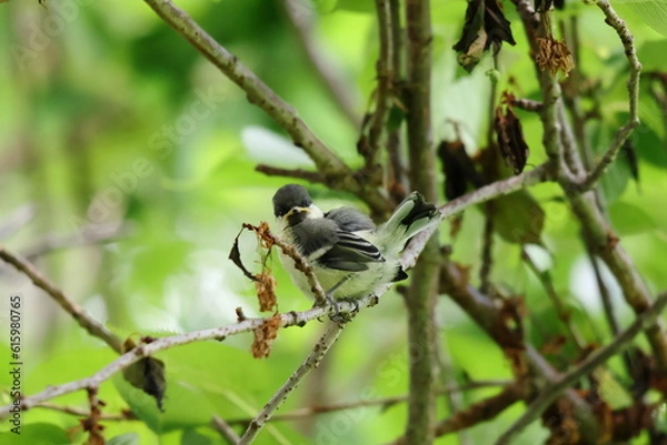 Fototapeta 木の枝にとまるシジュウカラの幼鳥