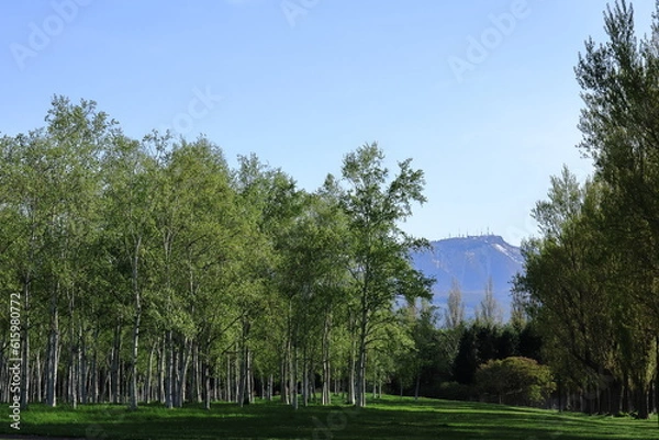 Fototapeta 春の前田森林公園と手稲山