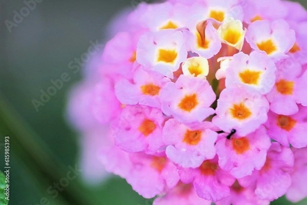 Fototapeta ランタナ