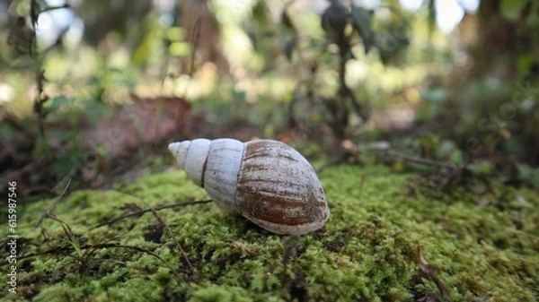 Fototapeta no snail anymore and it is dead, leaving only an empty shell