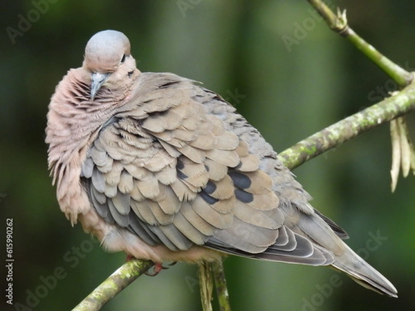 Fototapeta Tomando sol