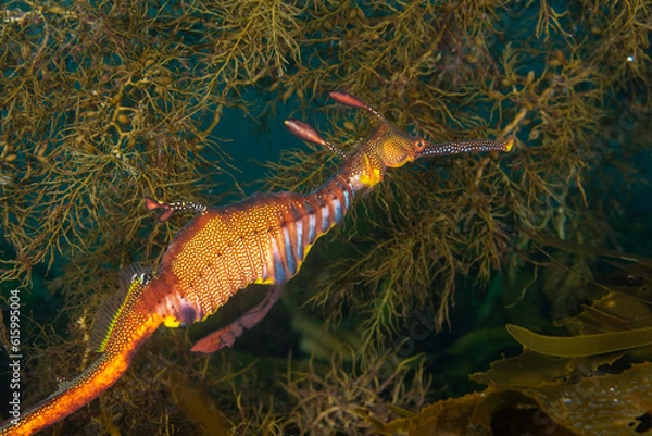 Obraz Weedy Sea Dragon