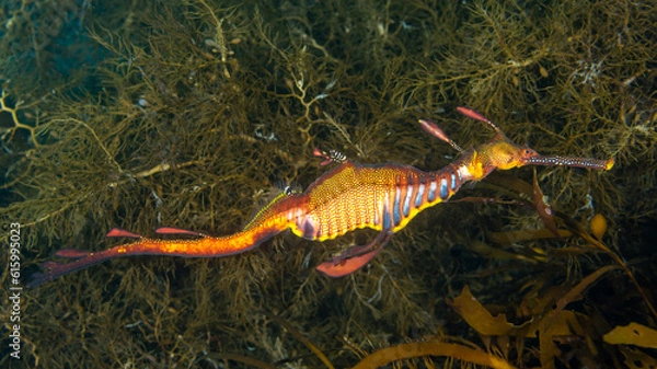 Obraz Weedy Sea Dragon
