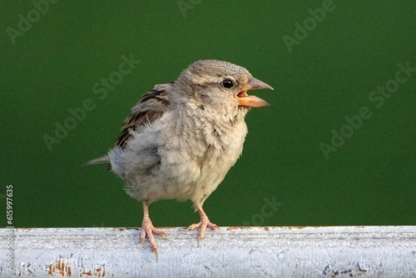 Fototapeta Just a peeping