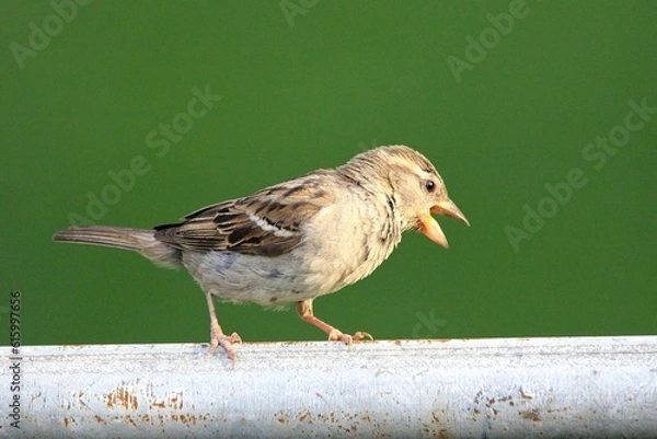 Fototapeta Chirping away