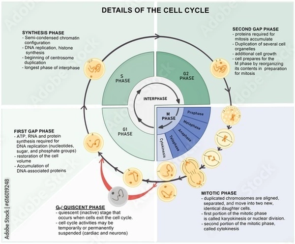 Obraz Cell Cycle and its progression