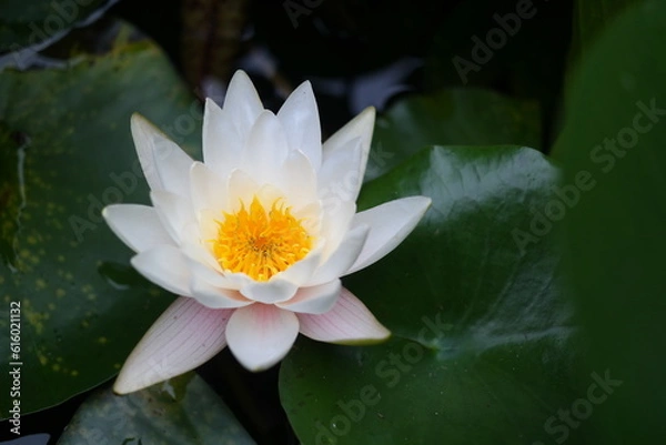 Obraz A white and pure lotus flower bloomed