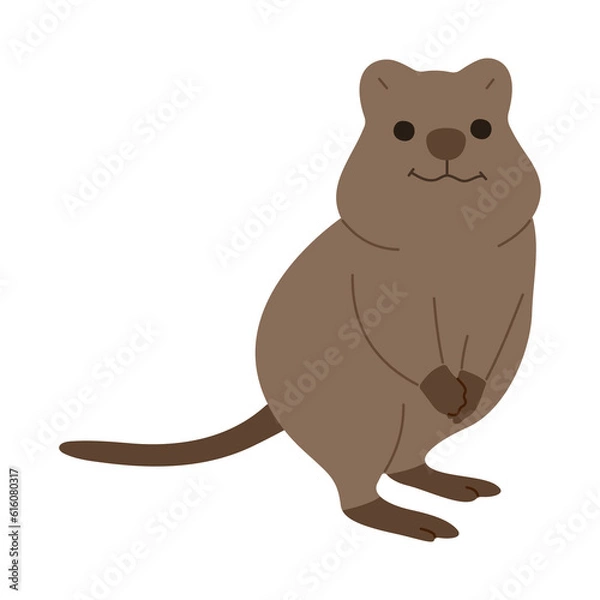 Fototapeta quokka  single 5 PNG