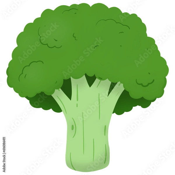 Fototapeta broccoli illustration