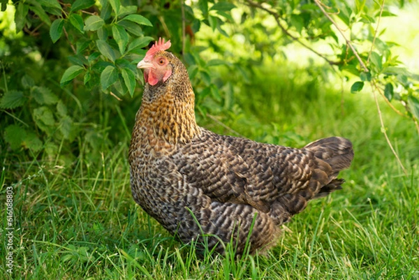 Obraz Huhn im Garten