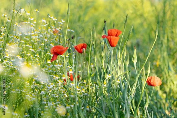 Obraz Mohnblütenwiese im Abendlicht
