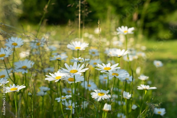 Obraz Margariten im Abendlicht