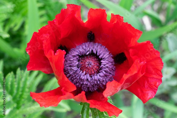 Obraz Mohnblüte Makro