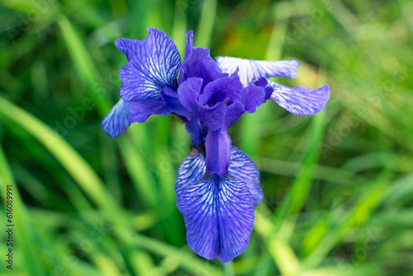 Obraz Lilie in der Wiese