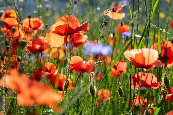 Obraz Wildes Mohnblütenfeld