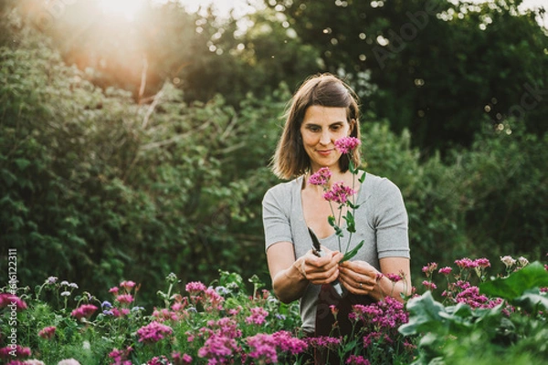 Fototapeta junge Frau im Garten. Pflückt und schneidet Blumen im Blumengarten, im Blumenbeet. Gegenlicht am Abend. Sommerliche Stimmung