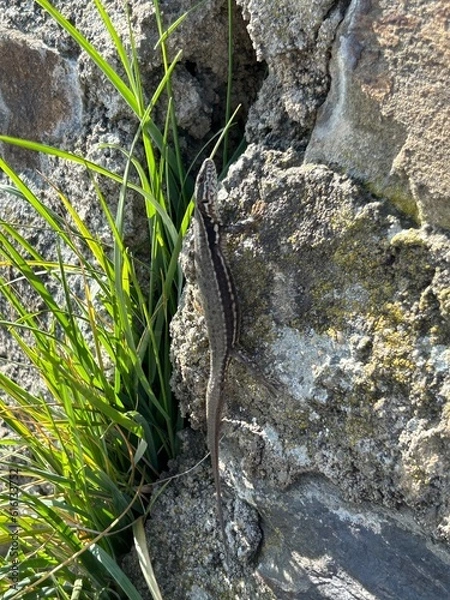 Obraz lizard on a tree