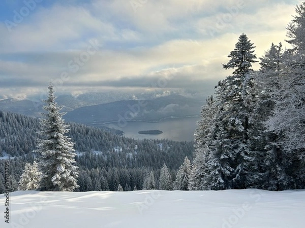 Obraz snow covered trees