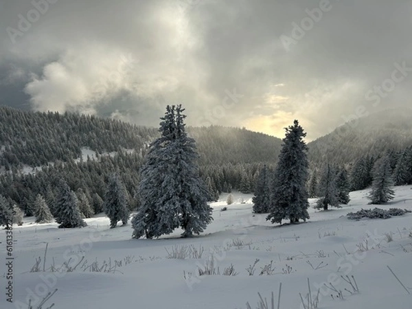 Obraz snow covered trees
