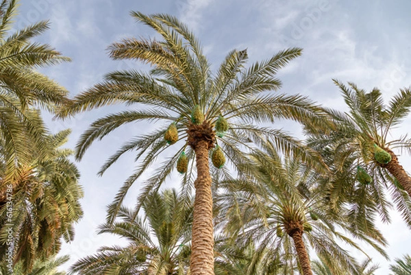 Obraz Unripe dates on a tall palm tree in Al Ain Oasis