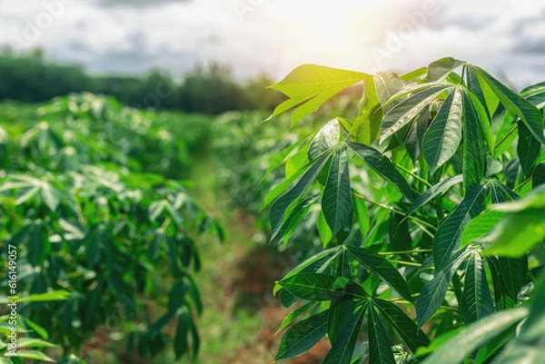 Fototapeta Farmers' cassava plantation There is a soft sunlight in the evening.