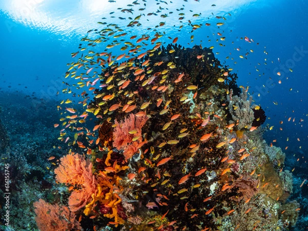 Obraz Korallenlandschaft