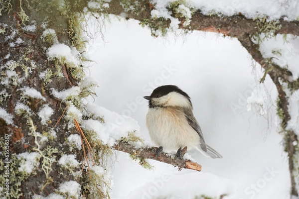 Obraz Willow tit in winter