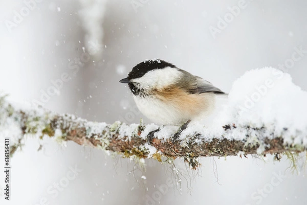 Obraz Willow tit in winter
