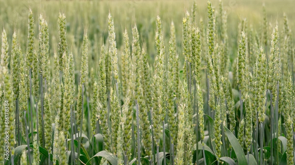 Fototapeta Green wheat field with close-up of ears of wheat