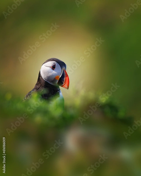 Fototapeta Puffin