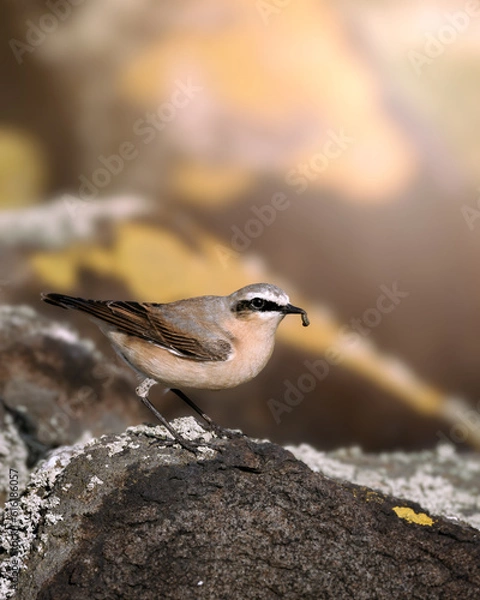Fototapeta Wheatear 