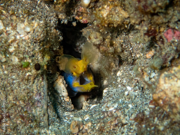 Fototapeta Blue ribbon eel