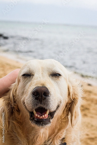 Obraz dog on the beach