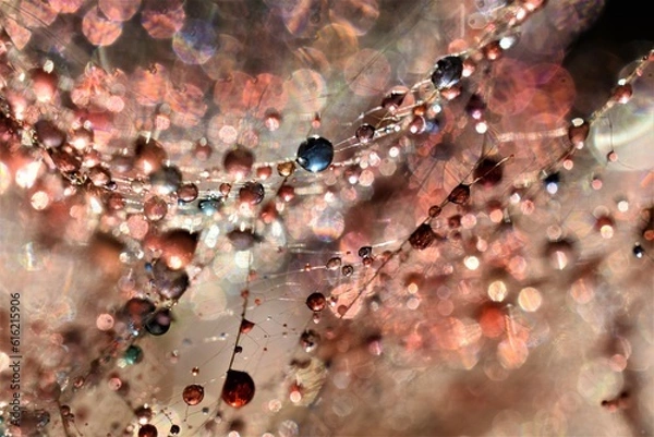 Obraz colorful dandelion seeds